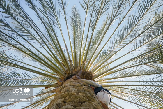 تصاویری زیبا از برداشت خرما در نخلستان‌های نهبندان خراسان جنوبی