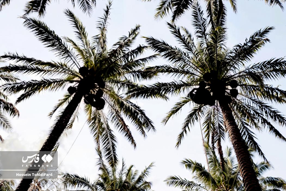 تصاویری زیبا از برداشت خرما در نخلستان‌های نهبندان خراسان جنوبی