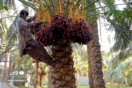 تصاویری زیبا از برداشت خرما در نخلستان‌های نهبندان خراسان جنوبی