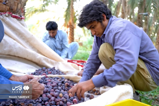 تصاویری زیبا از برداشت خرما در نخلستان‌های نهبندان خراسان جنوبی
