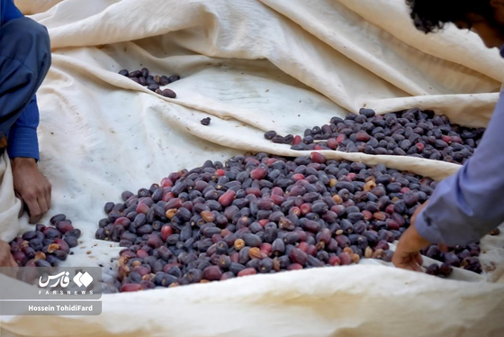 تصاویری زیبا از برداشت خرما در نخلستان‌های نهبندان خراسان جنوبی