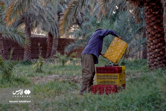 تصاویری زیبا از برداشت خرما در نخلستان‌های نهبندان خراسان جنوبی