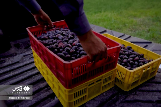 تصاویری زیبا از برداشت خرما در نخلستان‌های نهبندان خراسان جنوبی