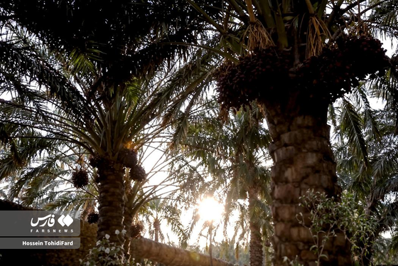 تصاویری زیبا از برداشت خرما در نخلستان‌های نهبندان خراسان جنوبی