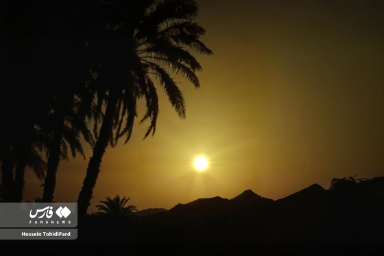 تصاویری زیبا از برداشت خرما در نخلستان‌های نهبندان خراسان جنوبی