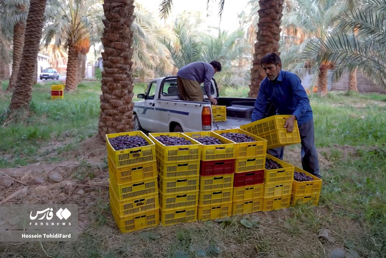 تصاویری زیبا از برداشت خرما در نخلستان‌های نهبندان خراسان جنوبی
