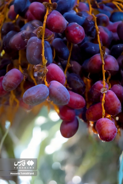 تصاویری زیبا از برداشت خرما در نخلستان‌های نهبندان خراسان جنوبی