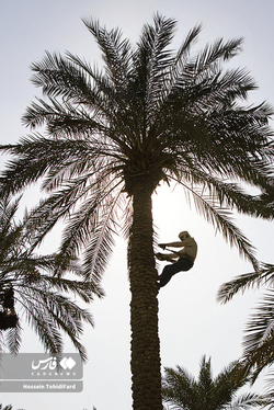 تصاویری زیبا از برداشت خرما در نخلستان‌های نهبندان خراسان جنوبی