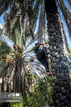تصاویری زیبا از برداشت خرما در نخلستان‌های نهبندان خراسان جنوبی