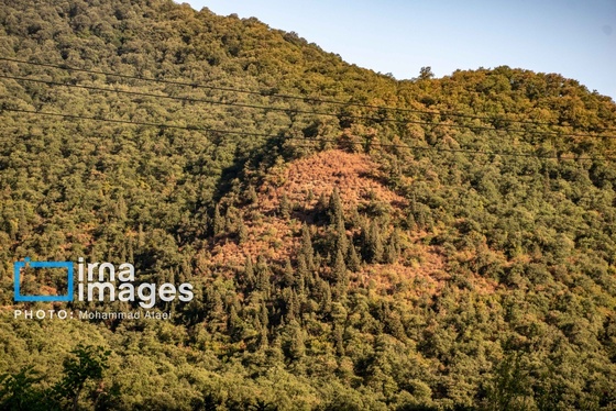 گزارش تصویری | خشکسالی در جنگل‌های هیرکانی گلستان