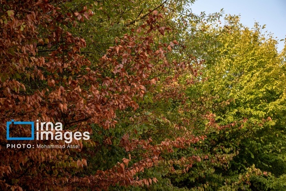 گزارش تصویری | خشکسالی در جنگل‌های هیرکانی گلستان