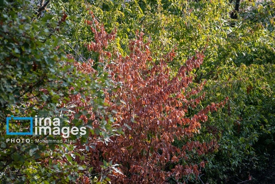 گزارش تصویری | خشکسالی در جنگل‌های هیرکانی گلستان