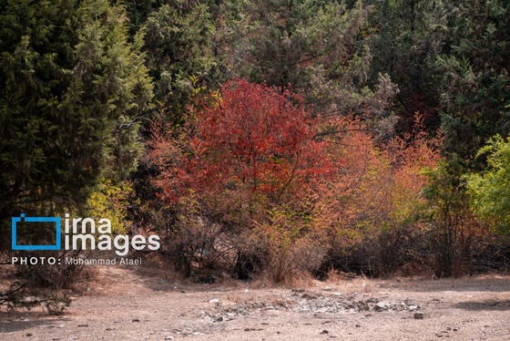 گزارش تصویری | خشکسالی در جنگل‌های هیرکانی گلستان