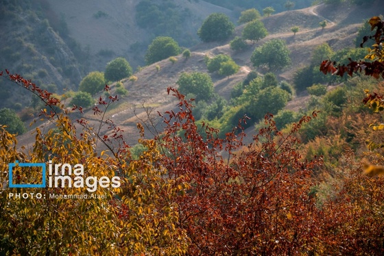 گزارش تصویری | خشکسالی در جنگل‌های هیرکانی گلستان
