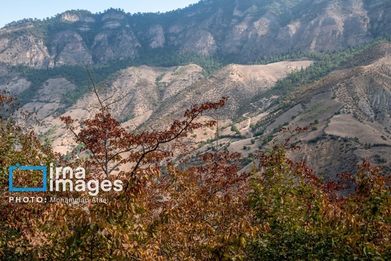گزارش تصویری | خشکسالی در جنگل‌های هیرکانی گلستان