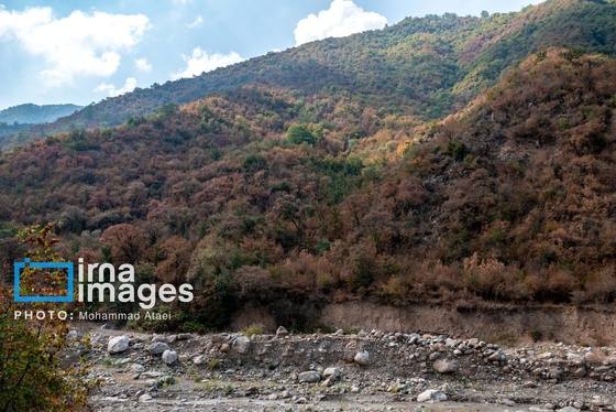 گزارش تصویری | خشکسالی در جنگل‌های هیرکانی گلستان