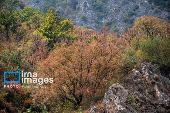 گزارش تصویری | خشکسالی در جنگل‌های هیرکانی گلستان