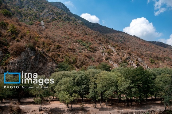 گزارش تصویری | خشکسالی در جنگل‌های هیرکانی گلستان