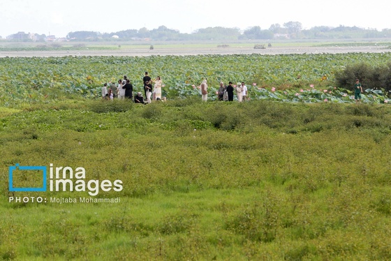 گزارش تصویری | خشکی در کمین تالاب انزلی