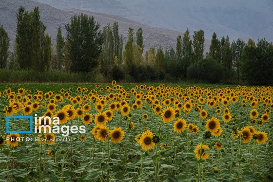ایران زیباست | «خوی»؛ قطب تولید دانه‌های روغنی آفتابگردان