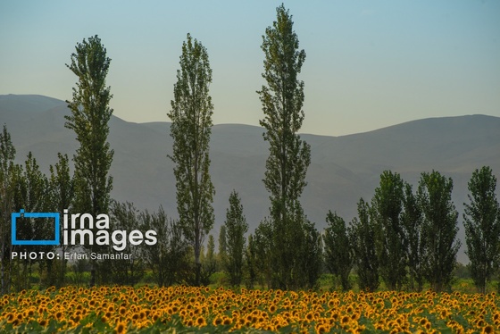 ایران زیباست | «خوی»؛ قطب تولید دانه‌های روغنی آفتابگردان