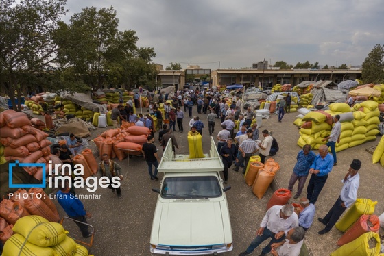 ایران زیباست | «خوی»؛ قطب تولید دانه‌های روغنی آفتابگردان