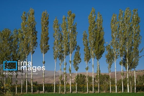 ایران زیباست | «خوی»؛ قطب تولید دانه‌های روغنی آفتابگردان