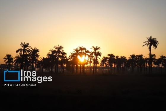 گزارش تصویری | برداشت خرما از نخلستان‌های کارون