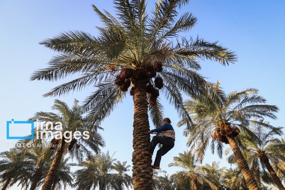 گزارش تصویری | برداشت خرما از نخلستان‌های کارون