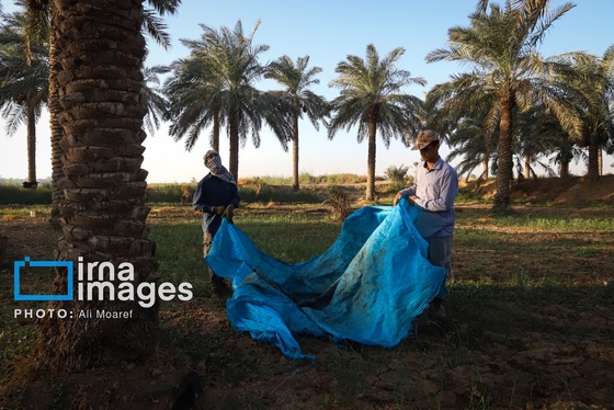 گزارش تصویری | برداشت خرما از نخلستان‌های کارون