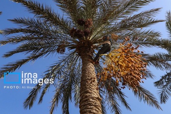 گزارش تصویری | برداشت خرما از نخلستان‌های کارون
