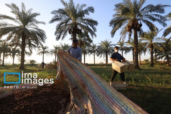 گزارش تصویری | برداشت خرما از نخلستان‌های کارون