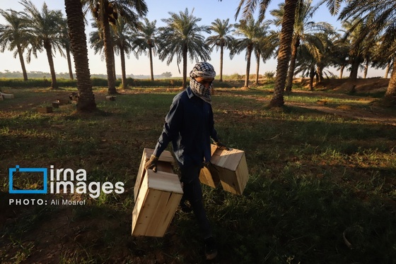 گزارش تصویری | برداشت خرما از نخلستان‌های کارون