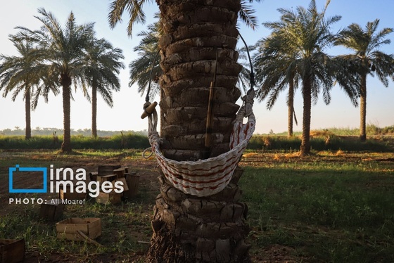 گزارش تصویری | برداشت خرما از نخلستان‌های کارون
