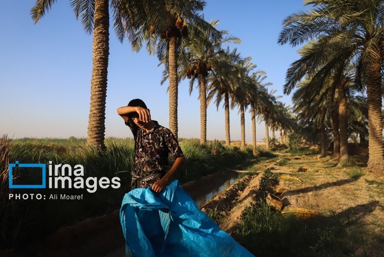گزارش تصویری | برداشت خرما از نخلستان‌های کارون
