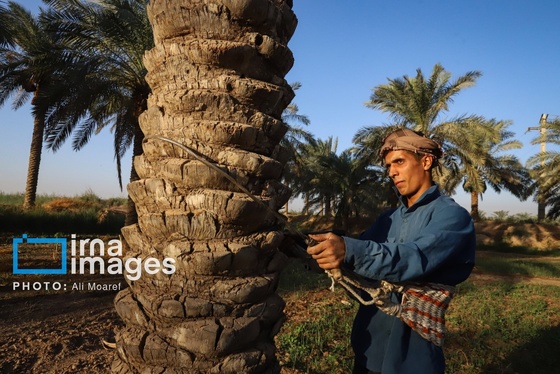 گزارش تصویری | برداشت خرما از نخلستان‌های کارون