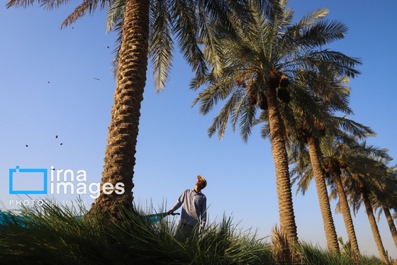 گزارش تصویری | برداشت خرما از نخلستان‌های کارون