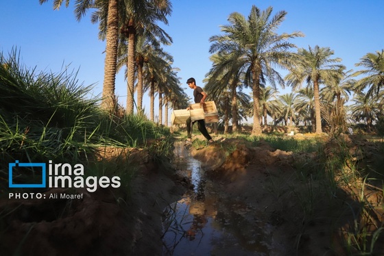 گزارش تصویری | برداشت خرما از نخلستان‌های کارون
