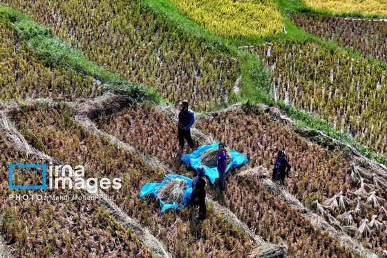 ایران زیباست | برداشت برنج در ارتفاعات مازندران