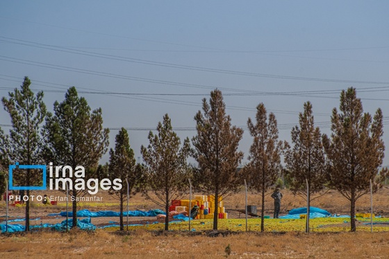 گزارش تصویری | برداشت انگور در شهر تاکستان قزوین