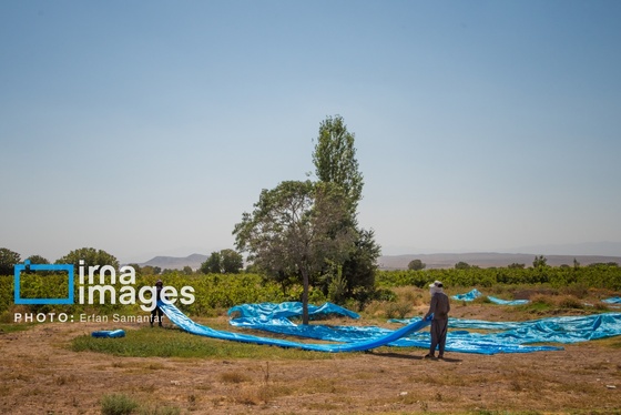 گزارش تصویری | برداشت انگور در شهر تاکستان قزوین