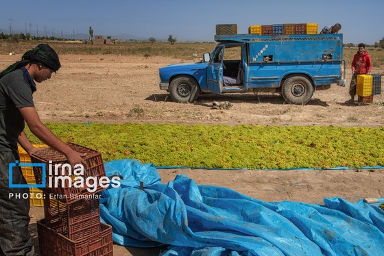 گزارش تصویری | برداشت انگور در شهر تاکستان قزوین