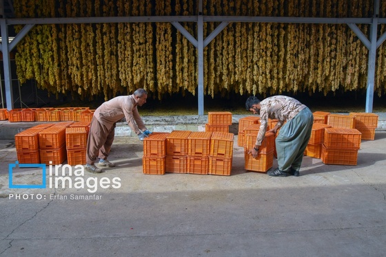 گزارش تصویری | برداشت انگور در شهر تاکستان قزوین
