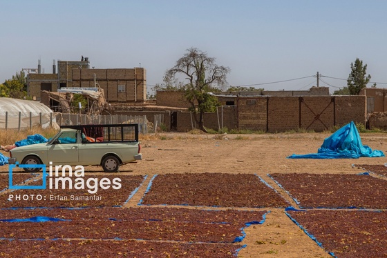 گزارش تصویری | برداشت انگور در شهر تاکستان قزوین