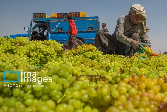 گزارش تصویری | برداشت انگور در شهر تاکستان قزوین