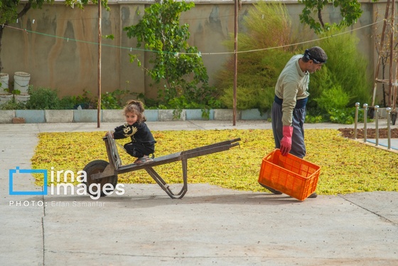 گزارش تصویری | برداشت انگور در شهر تاکستان قزوین