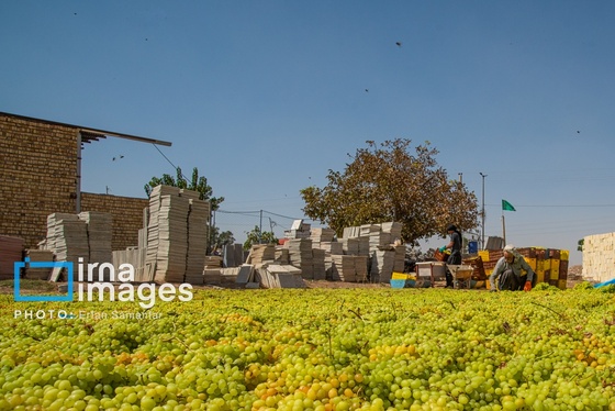 گزارش تصویری | برداشت انگور در شهر تاکستان قزوین