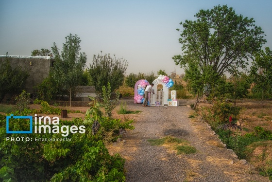 گزارش تصویری | برداشت انگور در شهر تاکستان قزوین