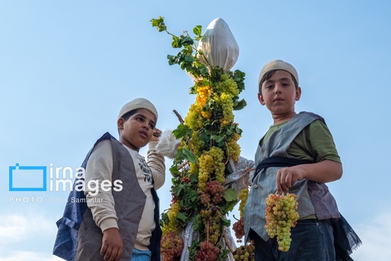 گزارش تصویری | برداشت انگور در شهر تاکستان قزوین