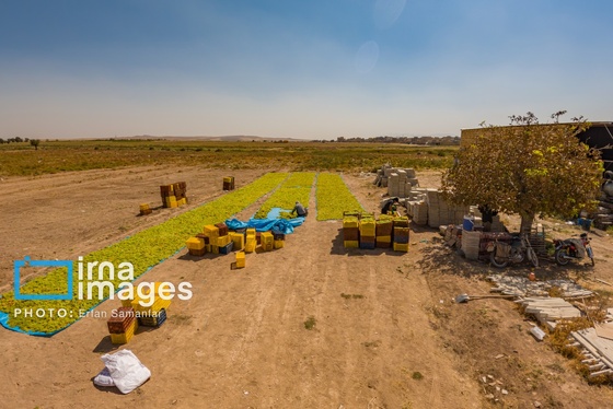گزارش تصویری | برداشت انگور در شهر تاکستان قزوین